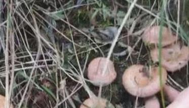 枞树菌几月份才有