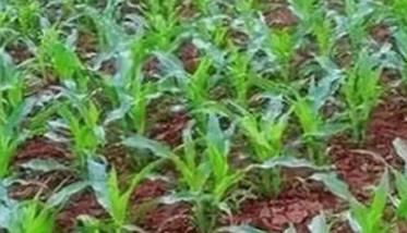 玉米的播种技术和方法有哪些