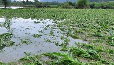 渍害对玉米生长发育的影响 减轻玉米涝渍的方法