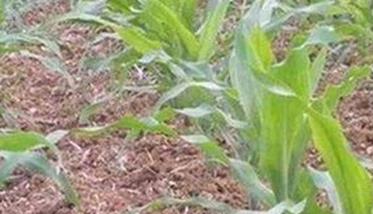 玉米高产田应具备怎样的土壤条件（玉米高产田应具备怎样的土壤条件和条件）