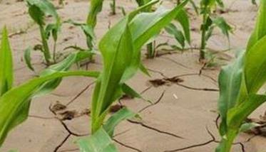 干旱对玉米生长发育有何影响 干旱对玉米产量的影响