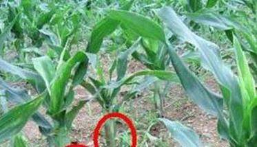 玉米粗缩病的防治方法 玉米地粗缩病如何处理