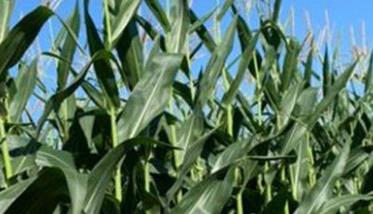 紧凑型玉米的高产栽培技术要点