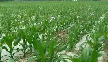 玉米旱作节水栽培方法 玉米节水高产栽培