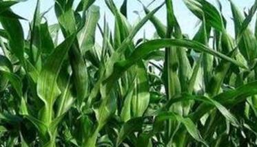 用青刈玉米制作青贮饲料有哪些好处 青贮玉米的制作流程