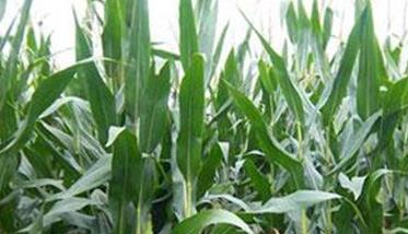 促进晚熟玉米增产的三个方法与措施 促进晚熟玉米增产的三个方法与措施是什么
