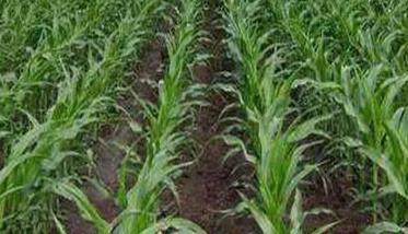 如何播种夏玉米，使夏玉米生产获得丰收的效果