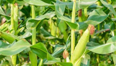 玉米花粒期如何增产，需采取哪些措施
