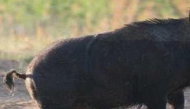野猪的主要形态特征