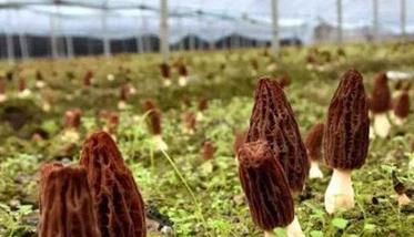 种植羊肚菌前景如何（一亩地羊肚菌的纯利润是多少）
