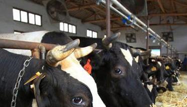 用氨化饲料饲喂家畜需要注意什么 用氨化饲料饲喂家畜需要注意什么