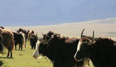 中国牦牛目前主要有哪些品种（中国的牦牛）
