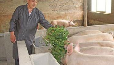 用青饲料喂家畜的方法及注意问题 青饲料喂猪技术和方法