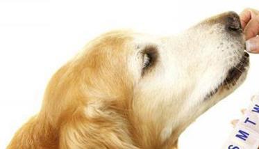 怎样识别犬的优和劣的品性 犬的优点和缺点