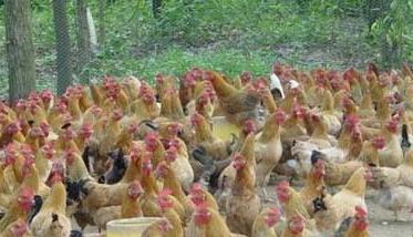 蛋鸡雏鸡阶段的饲养管理要点 雏鸡的饲养管理技术要点