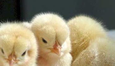 鸡养殖户育雏前要做哪些准备工作 鸡养殖户育雏前要做哪些准备工作呢