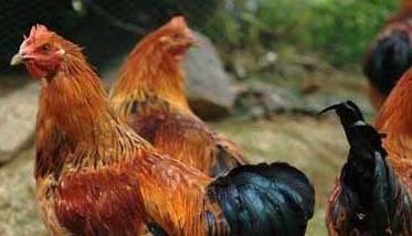 鸡传染性腺胃炎的特点及治疗 鸡腺胃炎传染吗