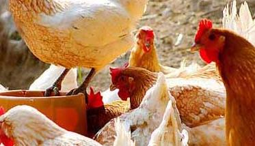 养殖场常见鸡病的治疗手册（养鸡病防治）