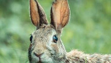 野兔的养殖前景分析 养殖野兔子前景如何