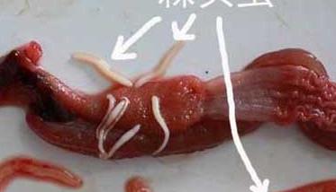 黄鳝寄生虫病的症状及防治方法 黄鳝寄生虫病的症状及防治方法视频