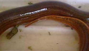 黄鳝寄生虫病的防治方法 黄鳝的病虫害怎么治疗