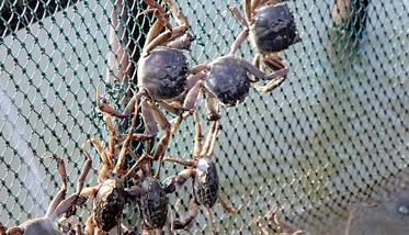 螃蟹常见的养殖方式有哪些（螃蟹养殖需要什么条件）