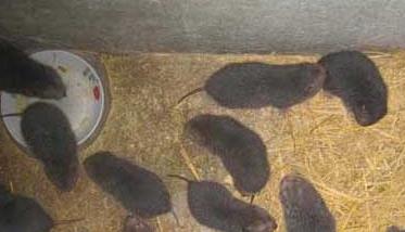 怎样才能让竹鼠多产仔 竹鼠怎么养殖才繁殖得快