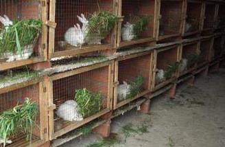 兔子养殖过程中饲喂注意事项 关于兔子的喂养知识和注意的问题