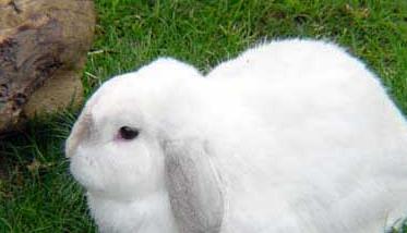 认识及防治兔子耳痒病 兔耳朵有病怎么治疗
