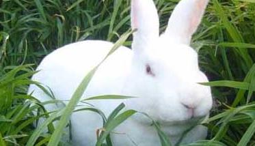 兔子的常见病认识及其防治（兔子常见病和病症）