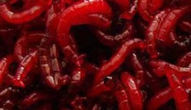 红虫和蚯蚓的区别 红虫跟红蚯蚓的区别