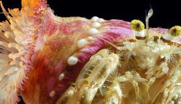 寄居蟹如何与海葵共生（海葵和寄居蟹的关系是寄生吗）