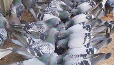 提高肉鸽繁殖率的方法 如何提高肉鸽的繁殖力