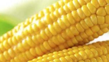 玉米的营养价值及功效作用
