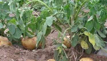 马铃薯种植施肥技术要点（马铃薯种植技术及施肥）