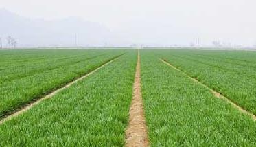 我国春小麦和冬小麦的区别（小麦的冬春性与冬、春小麦有何区别?）