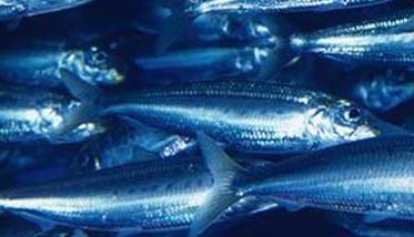 沙丁鱼能人工养殖吗？ 沙丁鱼是人工养殖的还是海里的