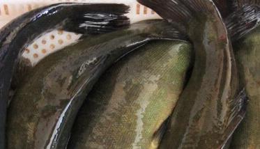 丁桂鱼的营养价值 丁桂鱼的营养价值有哪些