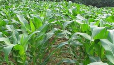 玉米育种的几种方法