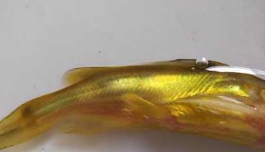 黄颡鱼大规格鱼苗的驯化方法 黄颡鱼苗什么样子的