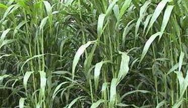 苏丹草种植方法介绍 苏丹草的种植方法