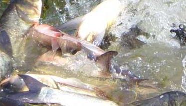 鲢鱼养殖－鲢鱼图片 鲢鱼的生长环境图片