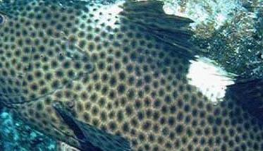 青石斑鱼养殖－青石斑鱼图片（青石斑是石斑鱼吗）