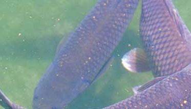 青鱼养殖－青鱼图片 青鱼的养殖