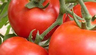 番茄的种植时间 马蹄番茄的种植时间