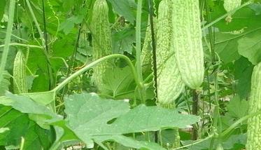 苦瓜的种植技术 苦瓜的种植技术与管理苦瓜苦瓜怎么生牙