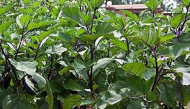 大棚茄子栽培应如何整地和施基肥 大棚茄子栽培应如何整地和施基肥呢