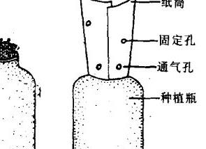 怎样用高粱酒糟瓶种金针菇 高粱酒糟能种蘑菇吗