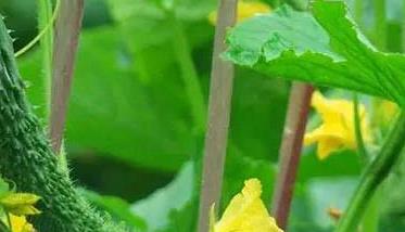 黄瓜高产栽培技术 黄瓜高产栽培技术有哪些