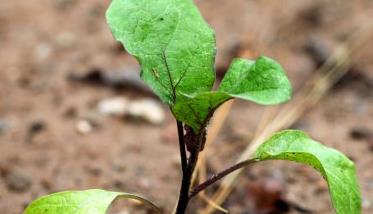 茄子定植时间